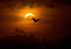 Solar Eclipse on Sunday 3rd November 2013