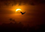 Solar Eclipse on Sunday 3rd November 2013